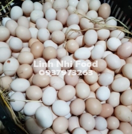 Trứng Gà Ta