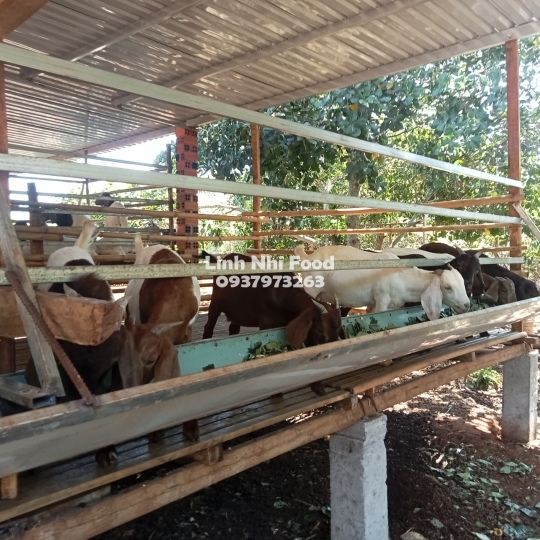 Thịt Dê Tươi Sống