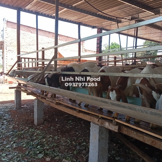 Thịt Dê Tươi Sống
