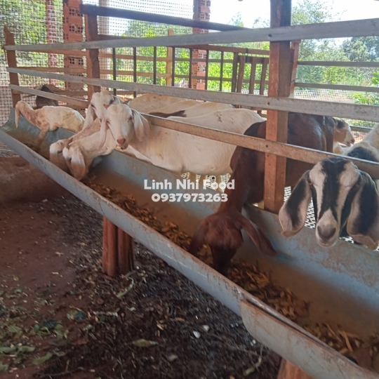 Thịt Dê Tươi Sống