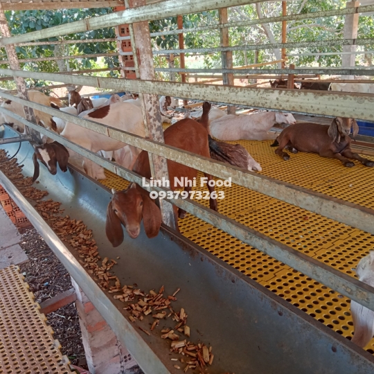 Thịt Dê Tươi Sống