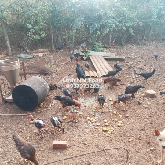 Thịt Gà Thả Vườn (Thịt Tươi Sống)